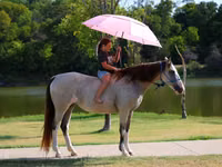 Азаргагүй морь, Skyros Pony — 8 зураг