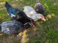 Ducks — 7 зураг