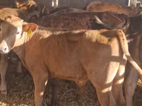 Cattle (batch, sex not specified), Simmental cattle — photo 7