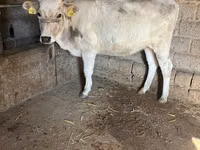 母牛, Aberdeen-Angus — 照片 7