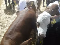 Rinder (Partie, Geschlecht nicht angegeben), Simmental cattle — Foto 4