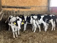 Бух, Russian Black pied cattle — 4 зураг