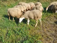 Schaf, Karabakh sheep — Foto 2