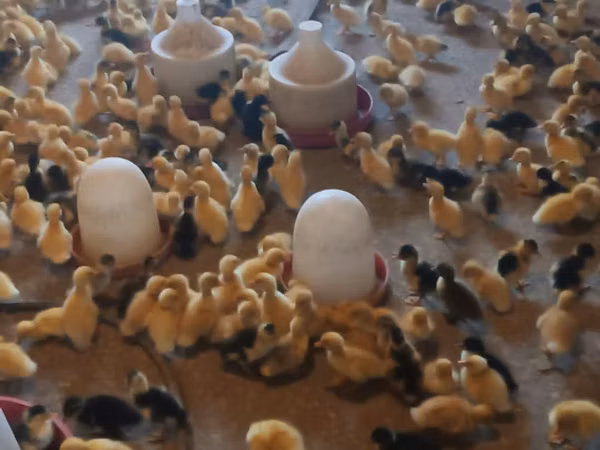 Ducks
