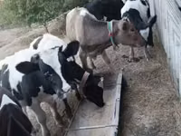 Bulle, Russian Black pied cattle — Foto 2