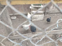 براهما — الصورة 2