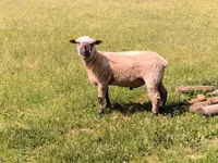 Хуц, Shroshire sheep — 4 зураг
