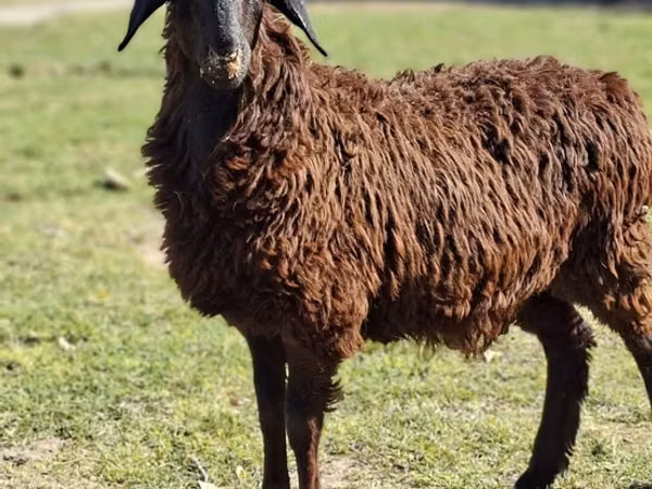 母山羊, Goats