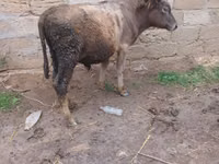 ثور, الماشية — الصورة 1