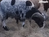 Carnero, Jacob's sheep — foto 1