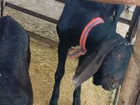 बकरा, Kamori goats — फ़ोटो 1