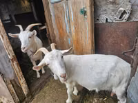 बकरी, Saanen goat — फ़ोटो 4