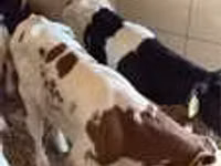 公牛, Cattle — 照片 5