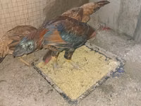 Chickens — 照片 2
