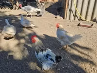 Chickens — फ़ोटो 4