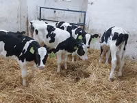 Bulle, Russian Black pied cattle — Foto 1