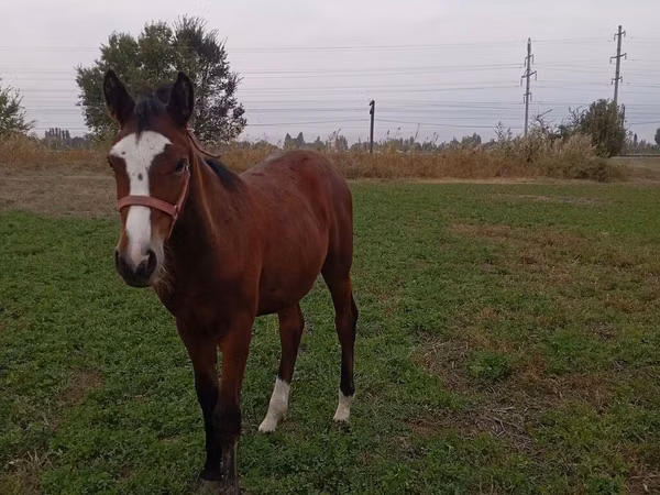 Yegua, Caballos