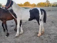 Caballo, Friesian — foto 6