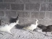 وايت — الصورة 2