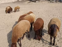 Ram, Sheep — photo 5
