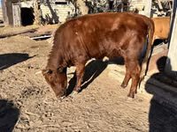 Kuh, Russian Black pied cattle — Foto 2