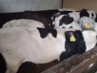 Bulle, Russian Black pied cattle — Foto 1