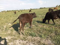 Cattle (batch, sex not specified), Cattle — photo 6