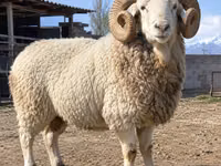 公羊, Kyrgyz Mountain merino sheep — 照片 1