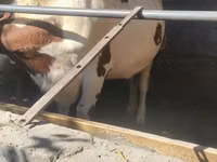गाय, ऐरशायर — फ़ोटो 4
