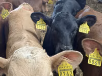 मवेशी (लॉट, लिंग निर्दिष्ट नहीं), Simmental cattle — फ़ोटो 5