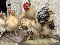 سيراما — الصورة 1
