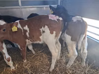 Bulle, Simmental cattle — Foto 6