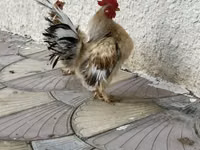 Chickens — photo 1