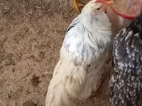 Chickens — الصورة 4