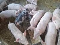 خنزيرة — الصورة 3