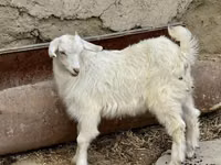 Ямаа, Saanen goat — 3 зураг