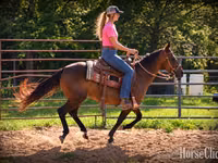 घोड़ी, Quarter Horse — फ़ोटो 2