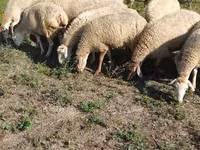 Schaf, Karabakh sheep — Foto 5