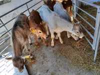 Bulle, Charolais cattle — Foto 2