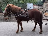 Caballo, Caballos — foto 3