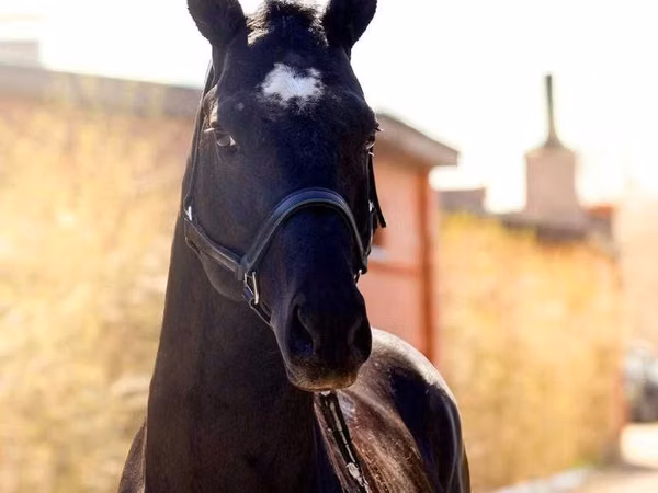 घोड़ा, Thoroughbred horse