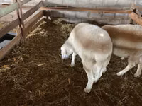 मेढ़ा, Assaf sheep — फ़ोटो 4