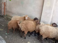 Oveja, Ovejas — foto 3