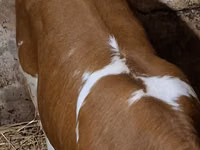 بقرة, Charolais cattle — الصورة 3