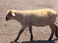 Хуц, Hampshire sheep — 7 зураг