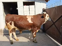 Bulle, Simmental cattle — Foto 4