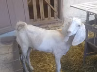 Cabro, Beetal goats — foto 3