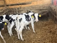 Бух, Russian Black pied cattle — 6 зураг