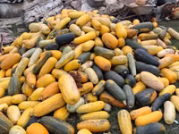 Продаю тыкву для животных — 照片 3