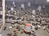 Chickens — 8 зураг